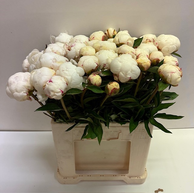 Paeonia snow mountain.jpg